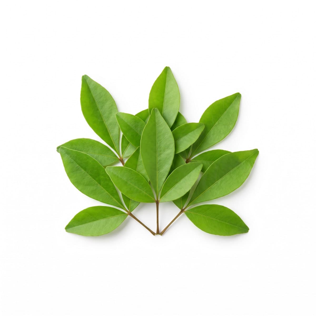 Bael (maaredu) leaves
