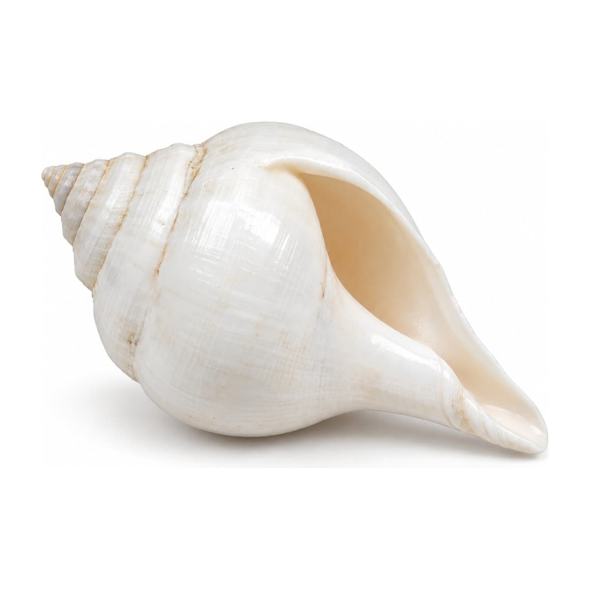 Conch