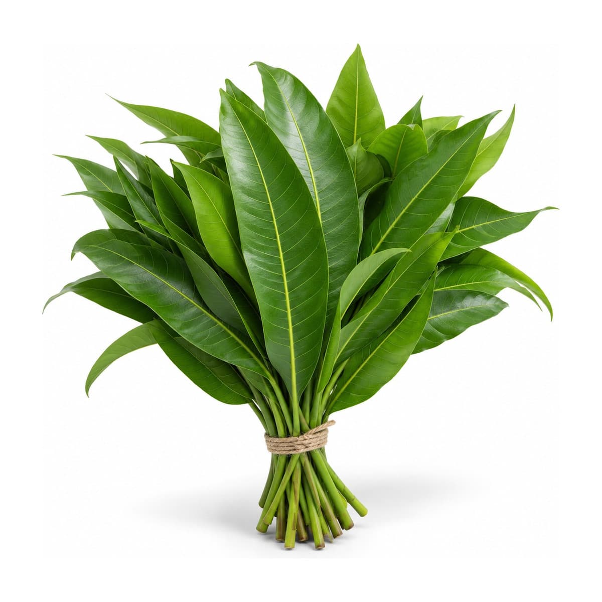Mango leaves
