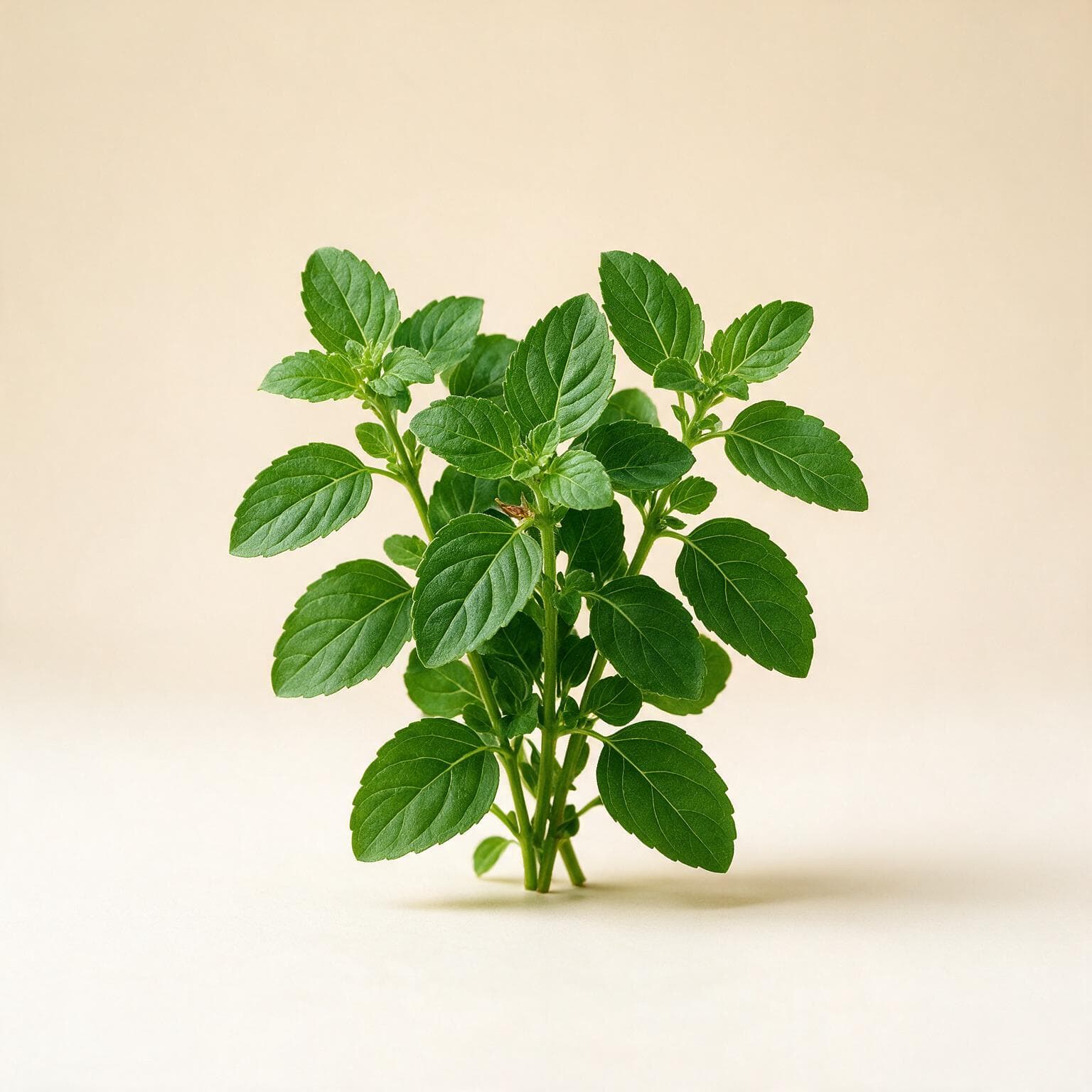Tulsi (holy basil)